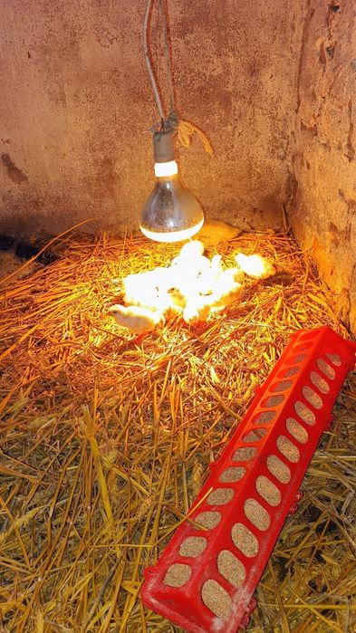 Kaczki francuskie brązowe.Małe perliczki .