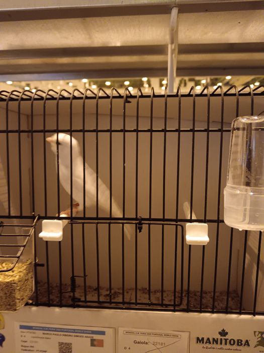 Canários brancos reprodutores