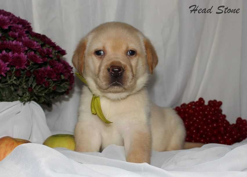 КСУ Лабрадор ретривер