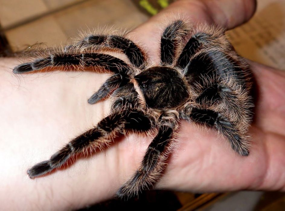 Продам паука-птицееда Brachypelma albopilosum