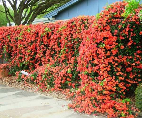 Кампис цветок многолетний вьющийся как розы