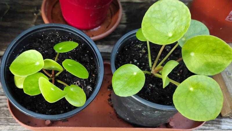 sadzonki pieniążka(Pilea)