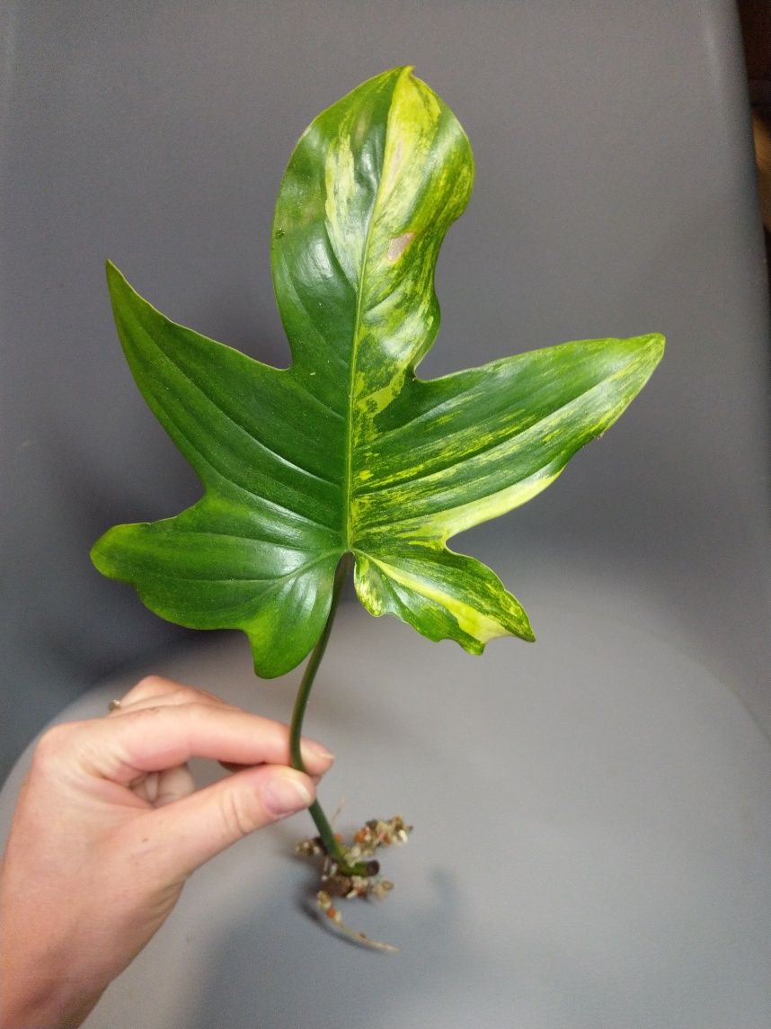 Philodendron Pedatum Variegata