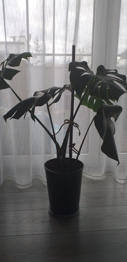 Monstera dziurawa