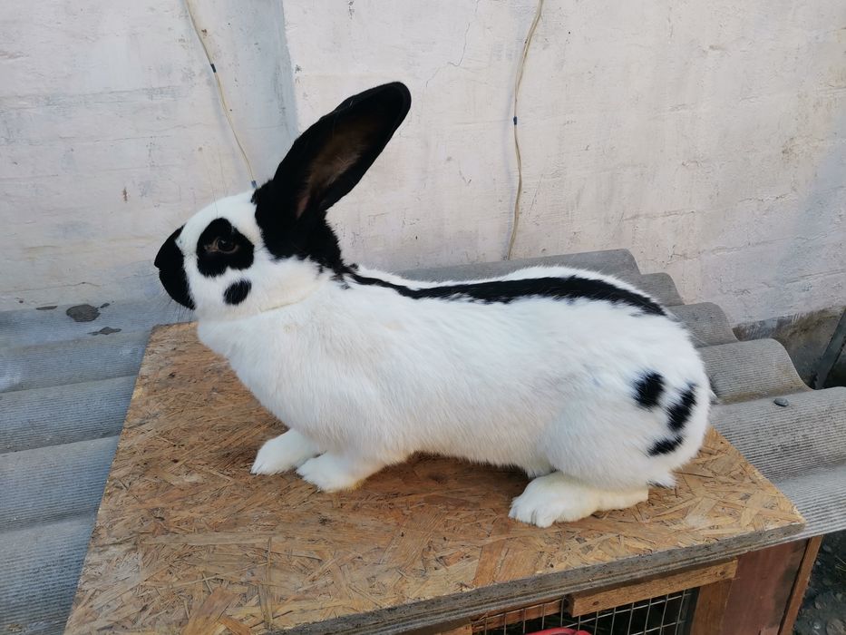 Продам кроликов НПВ