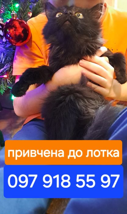У добрі руки кошеня дівчинка