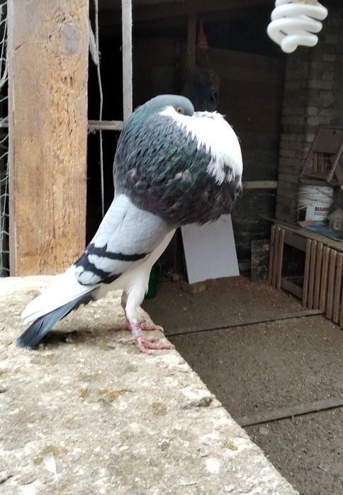 Garlacz garlacze z Norwich