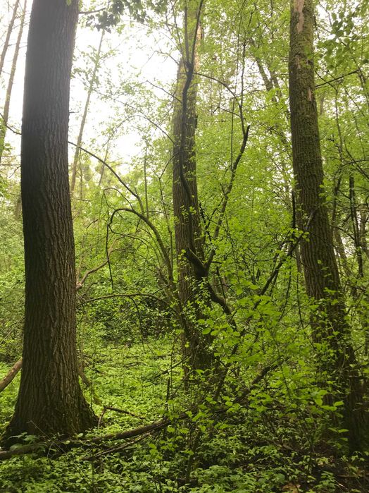 Dzialka lesna 0.8 ha