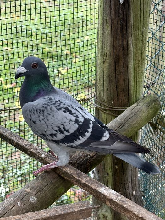 Pombos linha antiga 2025 - casais