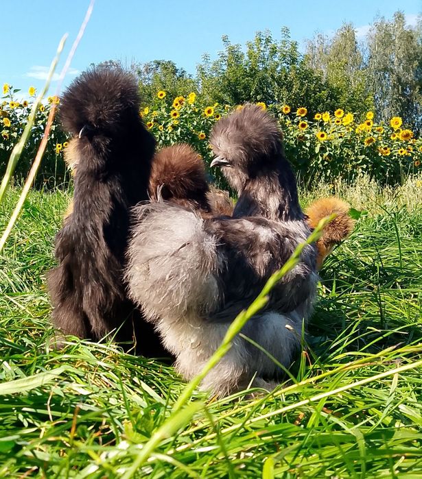 Kury kurczaki jajka silki usa czubatki lokowane chabo serama srebrytka