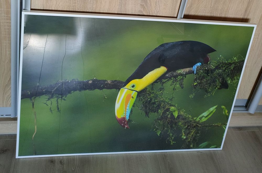 Obraz tukan 70x100 w białej ramie