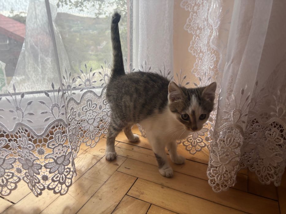 Oddam kotki w dobre ręce