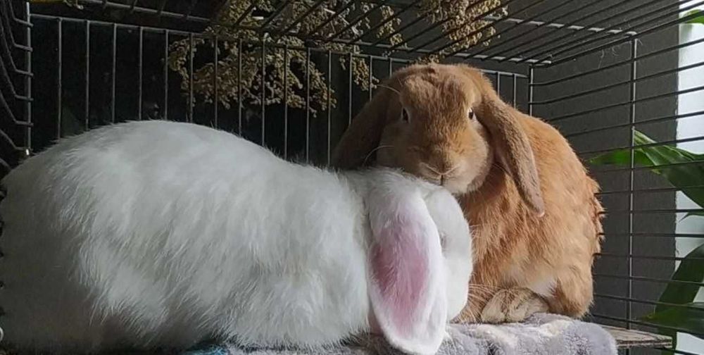 Два кролики в добрі руки, хлопці кастровані.