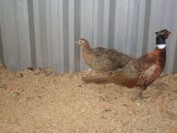 Ovos faisão coleira galados