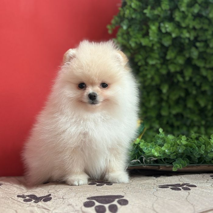 шикарний хлопчик шоу класу.