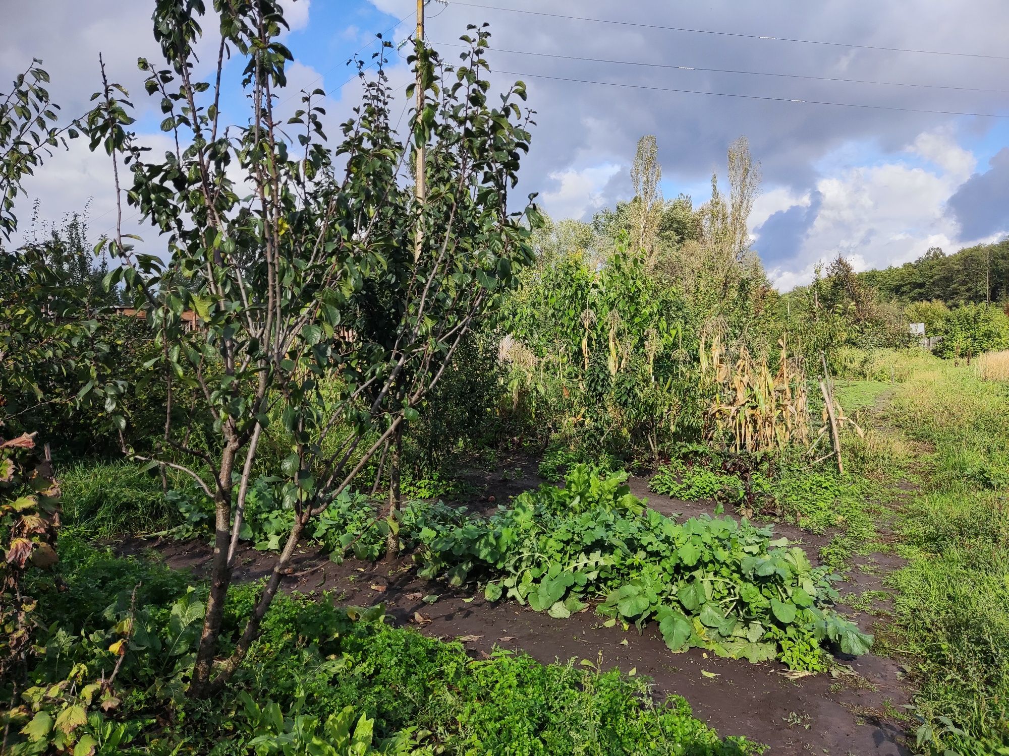 Продам частину будинка с.Шамраєвка