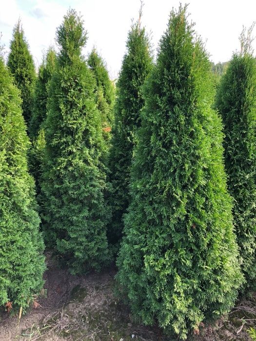 Tuja szmaragd, tuje od 80 do 250 cm! Thuja brabant do 270!