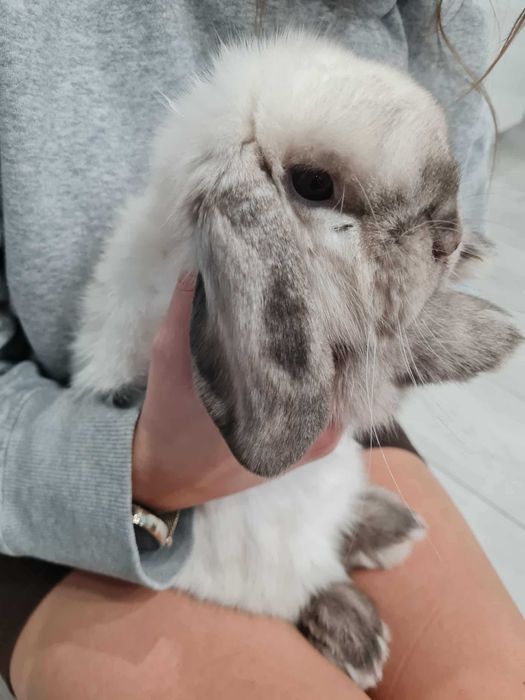 Królik Mini Lop + Pełne wyposażenie
