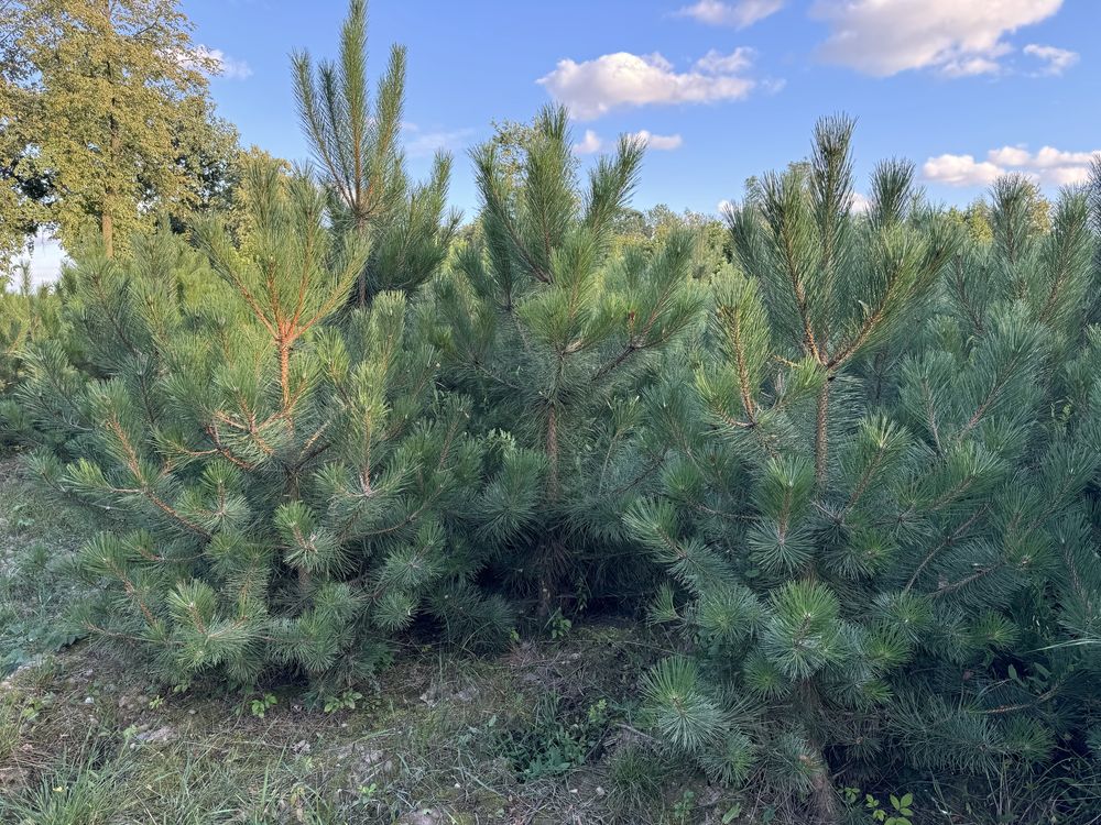 Sosna czarna 150cm-180cm