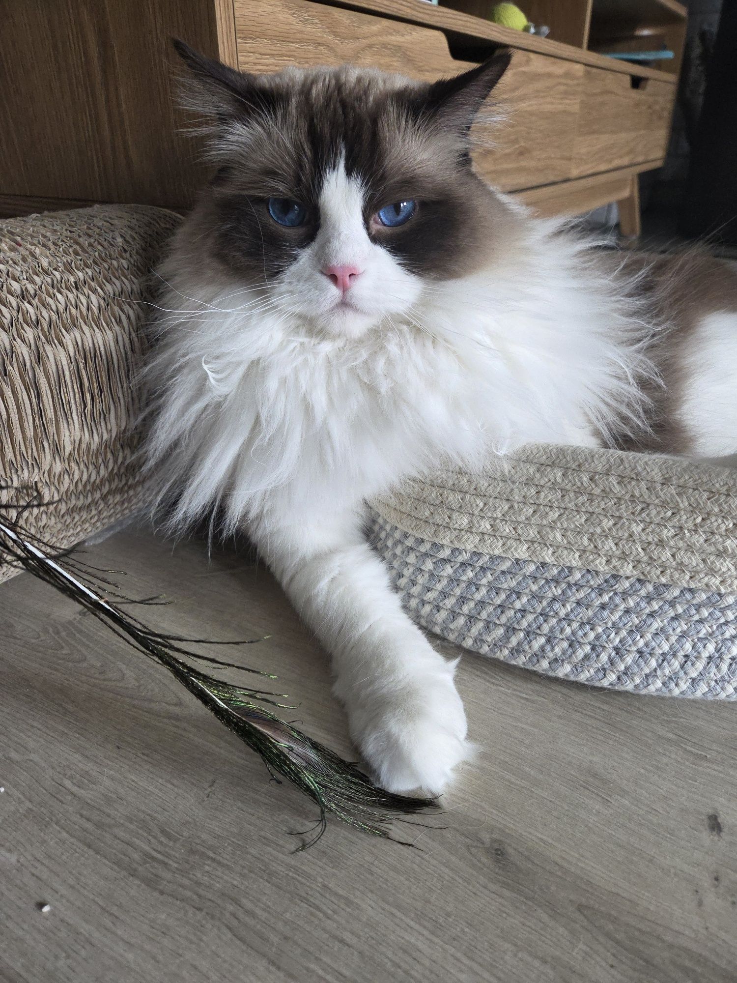 Piękny Ragdoll Kocurek