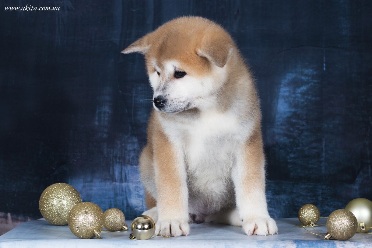 Akita, щенки акита ину, японская акита