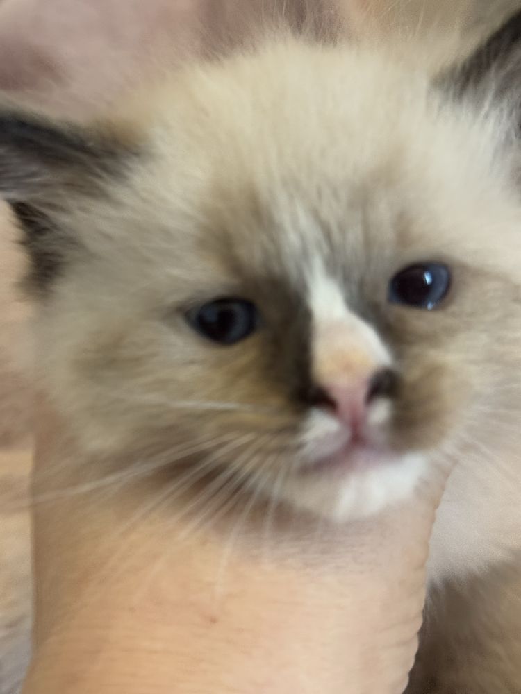 Kocurek seal mitted Ragdoll - odbiór połowa sierpnia