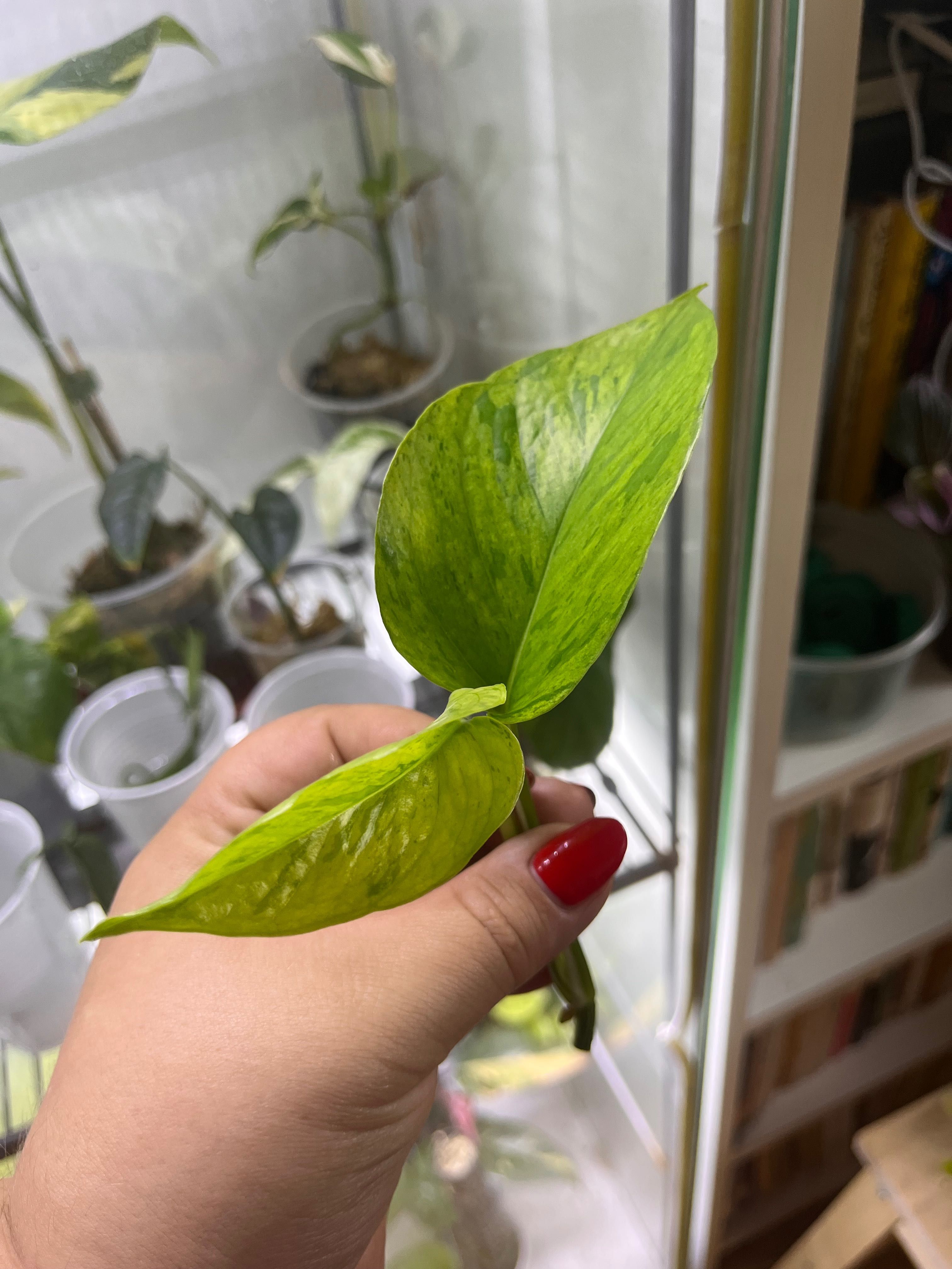 Epipremnum jassenia szczyt