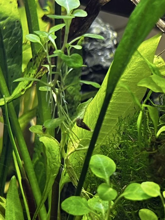 Roslinia akwariowa microsorum minor thin leaves