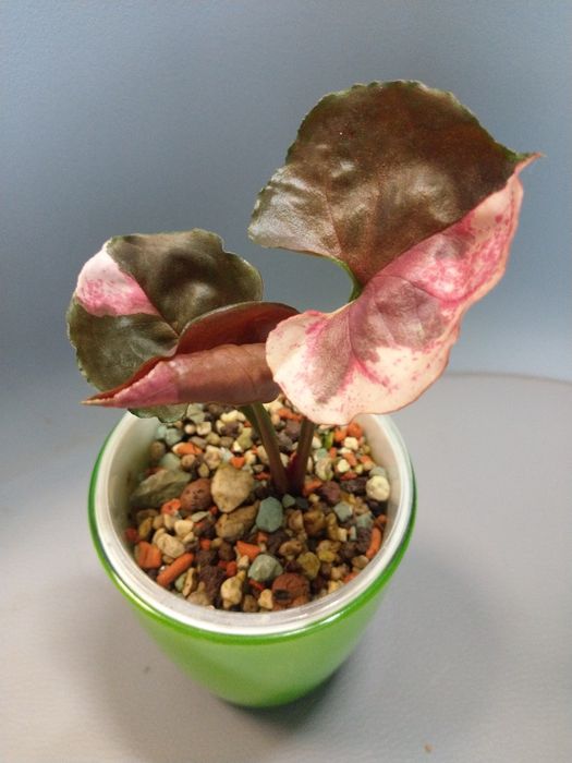 Syngonium Strawberry Ice