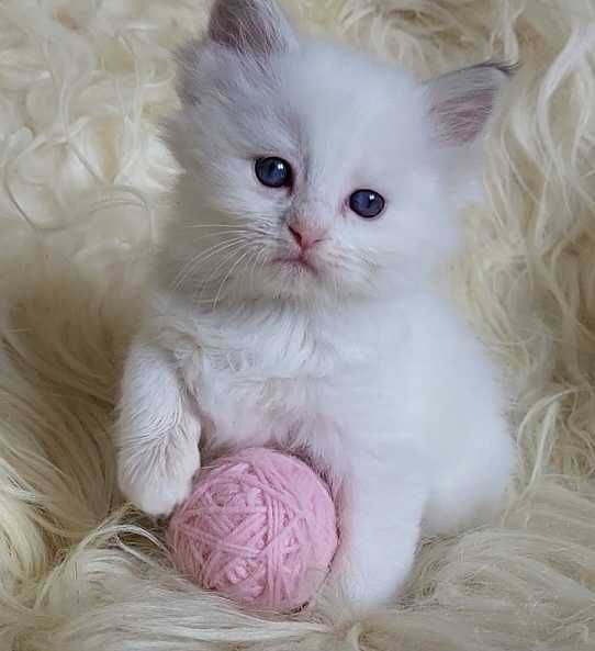 Koteczka Ragdoll z rodowodem WCF