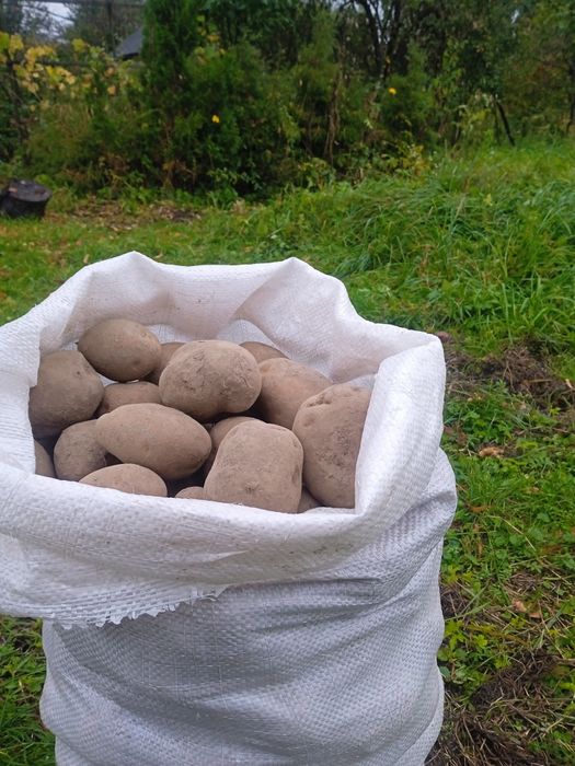 Продам домашня картоплю є велика і середня.