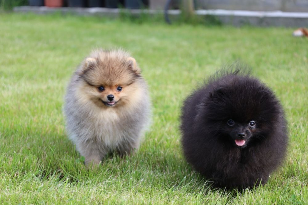 FCI Szpic miniaturowy Pomeranian - suczka czarna