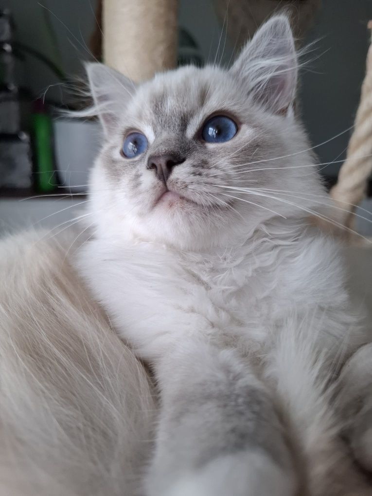 Chlopiec Ragdoll blue mitted lynx FPL umikatowe umaszczenie cudowny