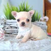 Magia piękna,idealna,malutka Chihuahua xxs