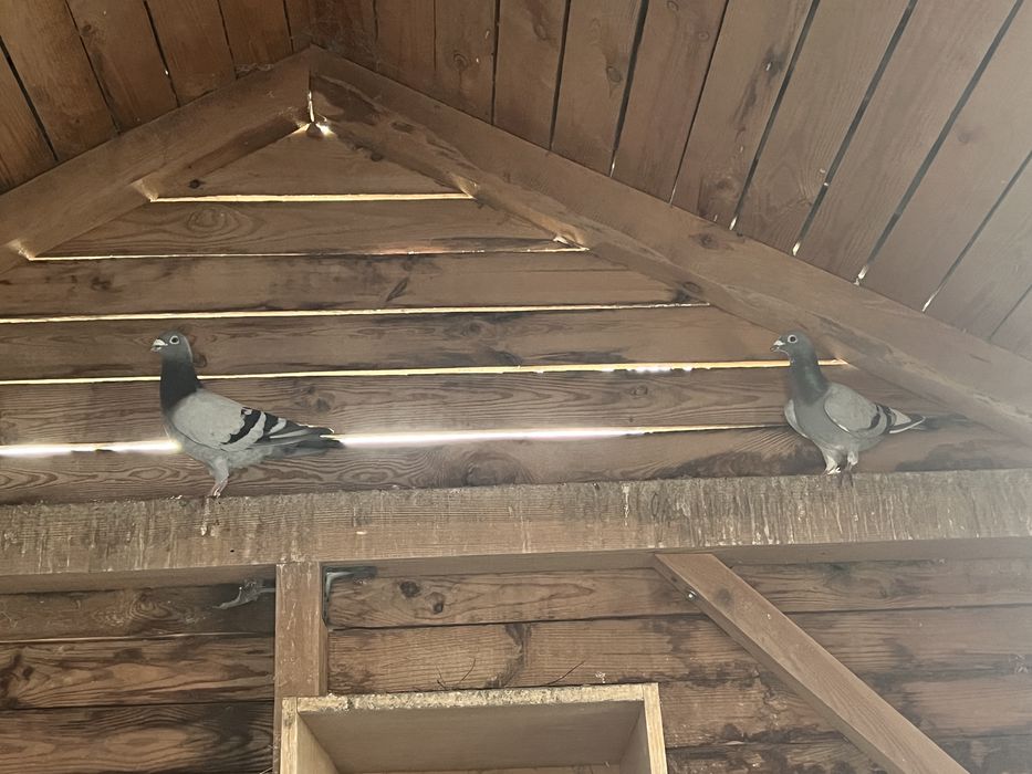 Golebie pocztowe oddam …….