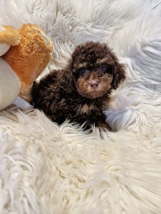 **,KAPSEL**pudel miniaturowy/toy choco fantom do rezerwacji