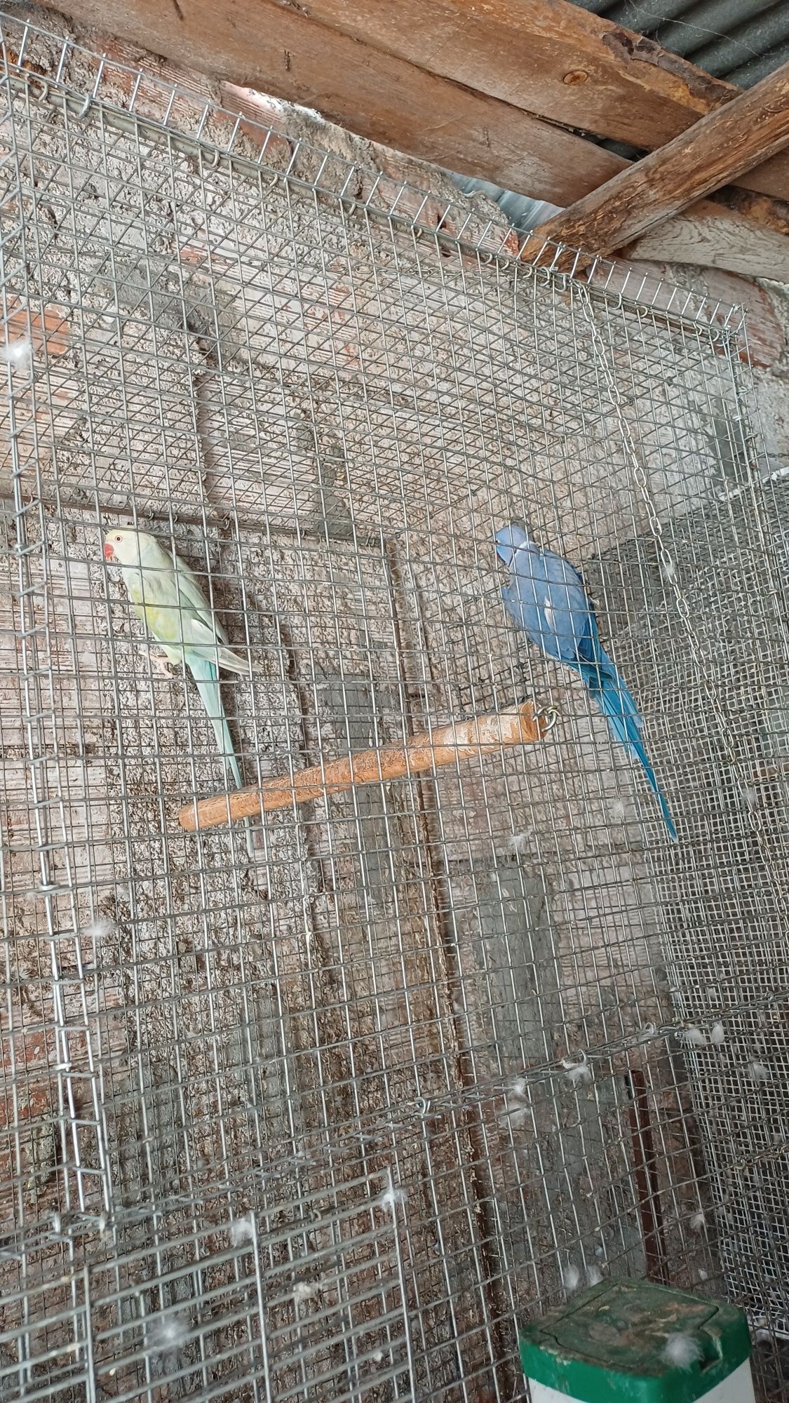 Ring neck violeta cleartail 2025