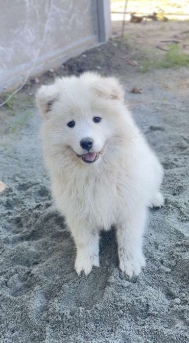 Suczka Samoyed Samojed Zapraszamy