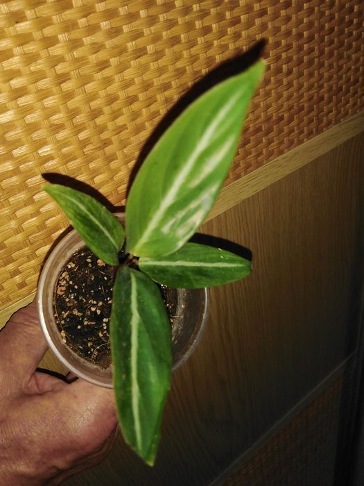 Продам калатея, строманта, маранта та ктенанта .