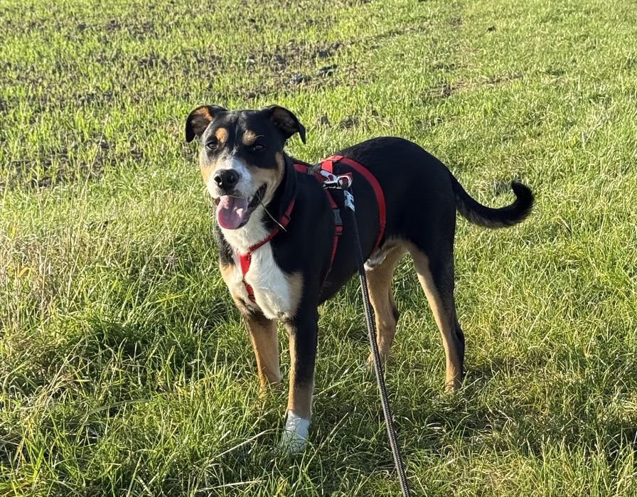 Hugo to młody podrostek do adopcji