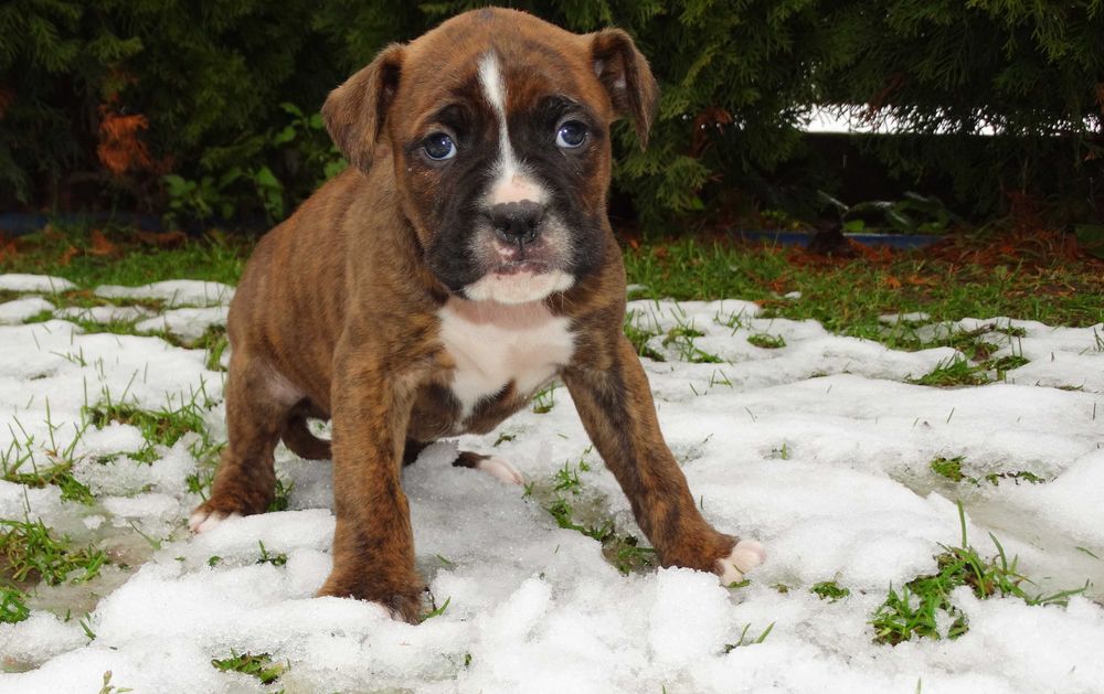 Bokser pręgowany z Rodowodem
