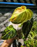 Philodendron melanochryzum variegata filodendron melanochrysum