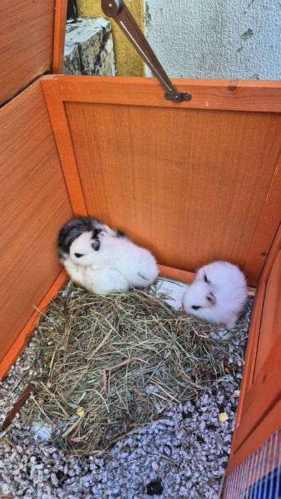 Coelhos Anões bebés.