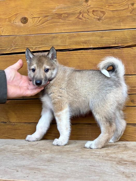 Łajka zachodniosyberyjska suczka