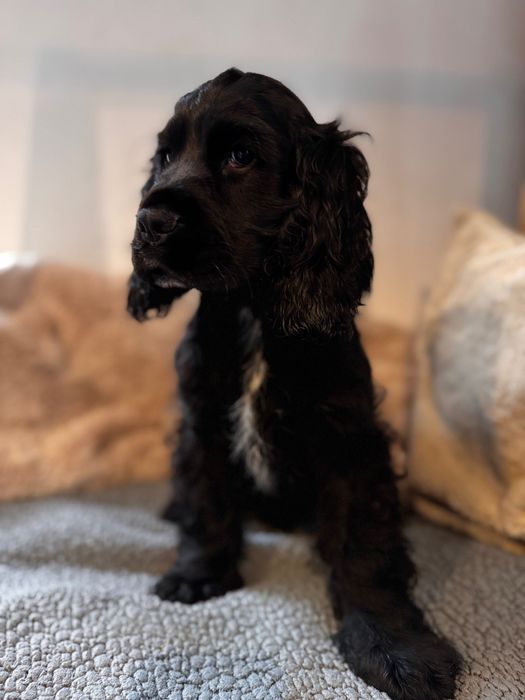 LUCKY Cocker Spaniel Angielski