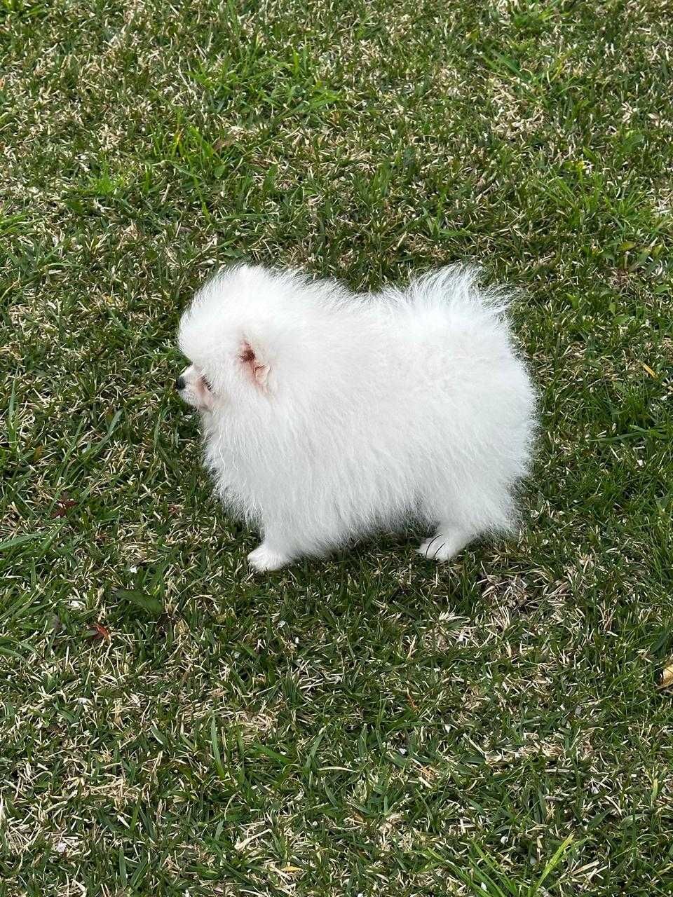 Vendo belíssimo filhote da raça SPITZ ALEMÃO