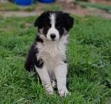 Border collie piesek gotowy do odbioru