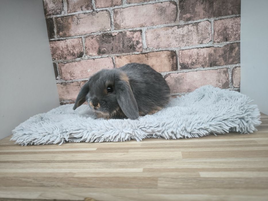 Królik rasy Karzełek Baran Niebieski Podpalany mini króliki