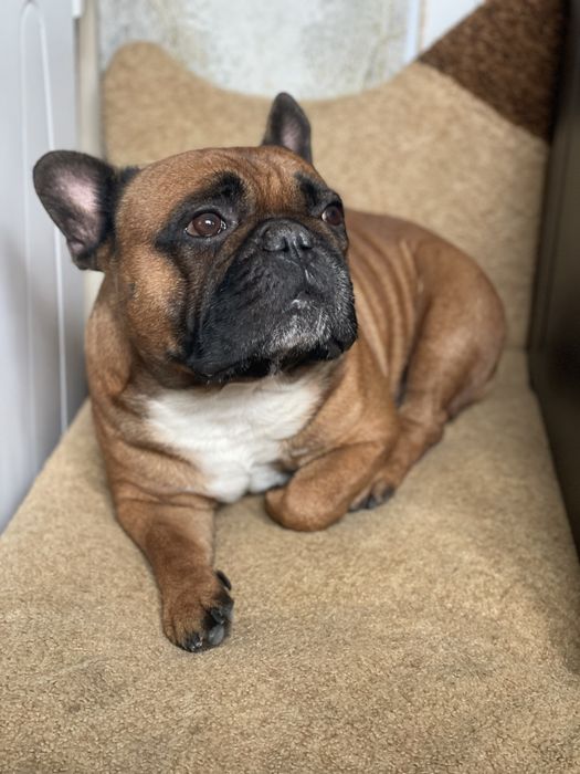 Вязка французкий бульдог