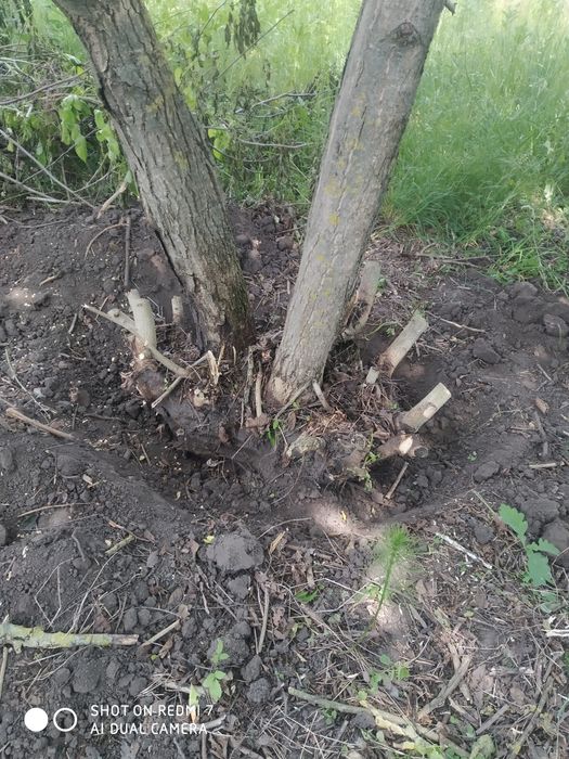 Спил дерева . Розчистимо Вашу ділянку від чагарників , гілок ,дерев